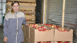 Краснояружское фермерское хозяйство приступило к сбору яблок 