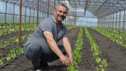 Краснояружский фермер планирует собрать около 40 тонн овощей в этом году