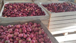 Ракитянское предприятие «Бобравское» завершило уборку яблок
