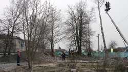Энергетики помогли ракитянскому детскому саду очистить территорию от старых деревьев