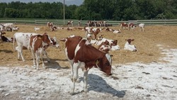Ракитянское животноводческое предприятие перевыполнено план продажи племенного скота
