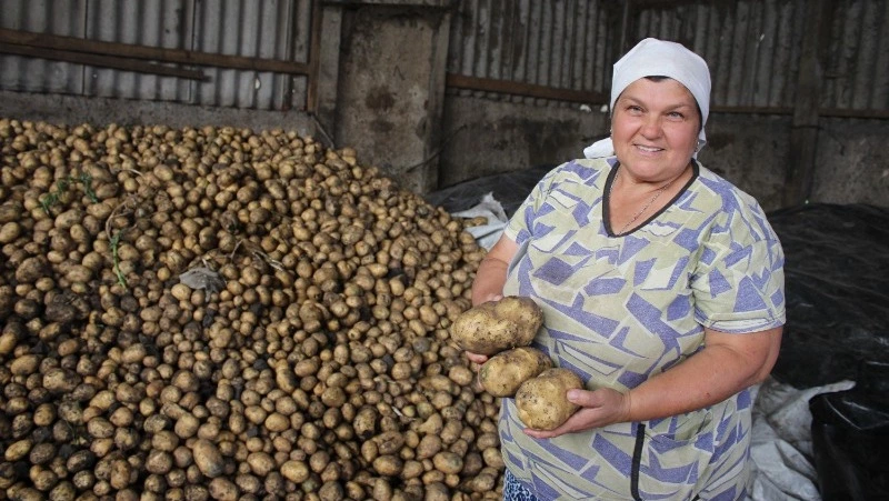 Ракитянские фермеры начали уборку картофеля