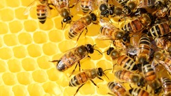 Департамент АПК взял под контроль ситуацию с гибелью пчёл в регионе