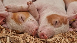 Белгородские учёные предложили проводить подсчёт поголовья свиней с применением нейросети