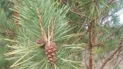 Сотрудники ракитянского и краснояружского лесничеств проводят предновогодние рейды