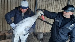 Жители Ракитянского района помогли спасти травмированного лебедя