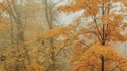 Специалисты ракитянской лесоохраны объявили о завершении пожароопасного сезона в регионе