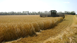 Краснояружский район вышел в лидеры по показателям урожайности зерна