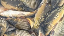 Экологические службы призвали белгородцев соблюдать правила рыболовства