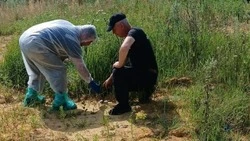 Ветеринарные сотрудники провели противоэпизоотическую акцию