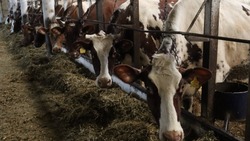 Ракитянские животноводы увеличили производство молока