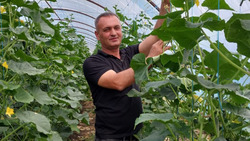 Фермеры Салимовы из Краснояружского района планируют собрать около 40 тонн овощей за сезон