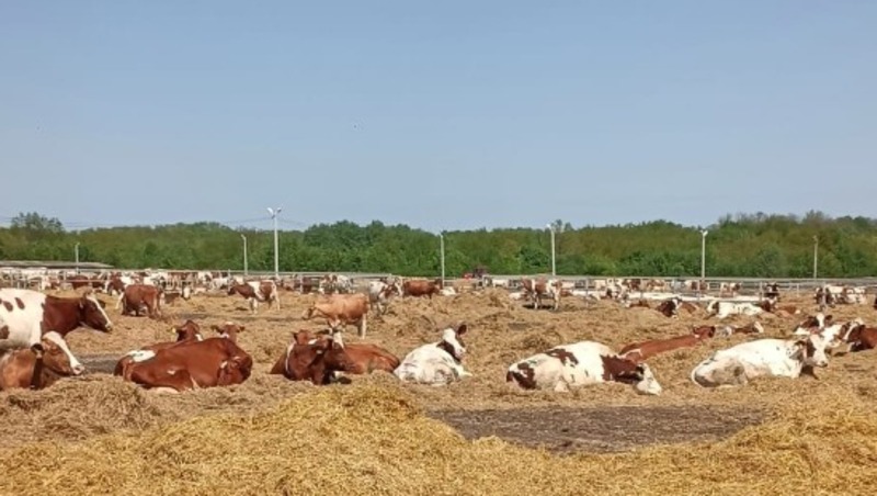 Ракитянские животноводы продолжат перегон крупного рогатого скота в летние лагеря