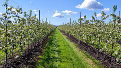 Предприятие «Новая слобода» планирует в этом году получить 600 тонн яблок в Краснояружском районе