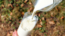Колотиловцы провели первый фестиваль молока в Краснояружском районе