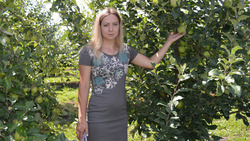 Краснояружский предприниматель Анна Неброй планирует собрать около 100 тонн яблок
