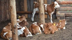 Ракитянское племенное хозяйство перевыполнило план продажи скота