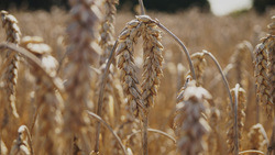 Ракитянцы завершили обмолот ранних зерновых и зернобобовых культур