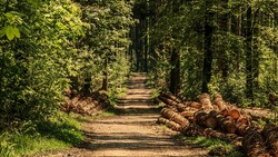 Природоохранная акция «Живи, лес!» стартовала в регионе