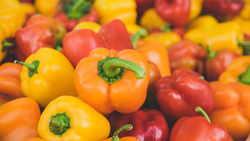 Вячеслав Гладков предложил решение по стабилизации цен на продукты в регионе