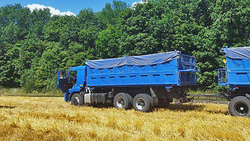 Краснояружцы из компании «Агропик» продемонстрировали наивысшую урожайность озимой пшеницы