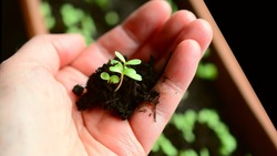 Белгородские учёные создали выращивающую растения нейросетевую модель