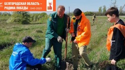 Ракитянский район присоединился к патриотической акции «Сад Памяти»