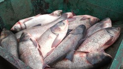 Ракитянское предприятие произвело 750 тонн рыбы в прошлом году