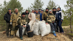 Ракитянское и Краснояружское лесничества собрали около 1,5 тонны шишек на семена