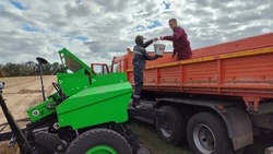Ракитянские студенты принимают участие в севе озимой пшеницы