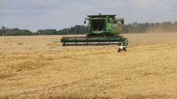 Средняя урожайность озимой пшеницы в Краснояружском районе составила 58,2 ц/га