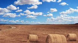 Хозяйства Ракитянского и Краснояружского районов показали наивысшую урожайность зерновых