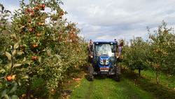 Предприниматель из Краснояружского района планирует собрать более 80 тонн яблок в этом сезоне