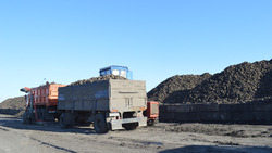 Краснояружский сахарный завод переработал более 130 тысяч тонн сырья