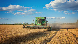 Аграрии Ракитянского района намолотили более 30 тысяч тонн озимой пшеницы