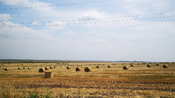 Ракитянские сельхозпредприятия завершили уборку ранних зерновых культур