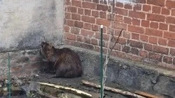 Инспекторы управления Экоохотнадзора спасли в Ракитянском округе заблудившегося бобра