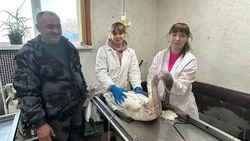Ракитянские ветврачи спасли лебедя