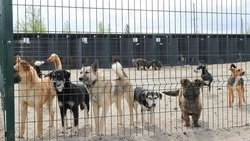 Вячеслав Гладков сообщил о встрече с зоозащитниками Белгородской области