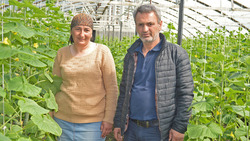 Краснояружские фермеры Салимовы планируют вырастить около 80 тонн овощей