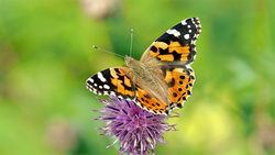 Жители Ракитянского района пожаловались на нашествие бабочек-репейниц