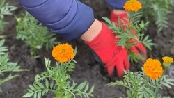 Ракитянские специалисты приступили к высадке однолетних цветов
