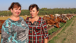 Предприятие «Бобравское» показало самые высокие надои молока в Ракитянском районе