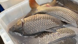 Белгородская область продолжит наращивать объёмы производства аквакультуры