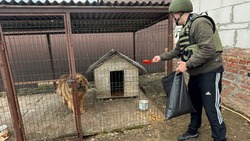 Участники Краснояружской территориальной обороны продолжат кормление домашних животных и скота