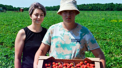 Семья Рубаненко из Красной Яруги получила высокий урожай ягод