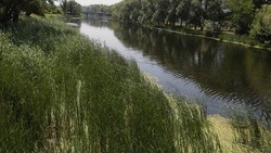 Вячеслав Гладков сообщил о планах по расчистке рек региона на 2022 год
