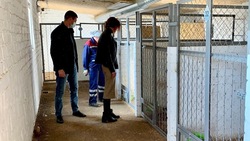 «Единая Россия» выступила против убийства бездомных животных