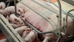 Ракитянский агрохолдинг повысил свой рейтинг среди крупнейших производителей свиней