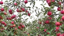 Ракитянское хозяйство завершило уборку яблок